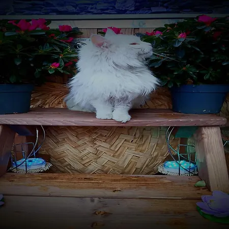 Chalet In Aosta Near Pila Lifts Villeneuve